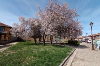 Ejemplar que se puede encontrar en el barrio de Las Huelgas.