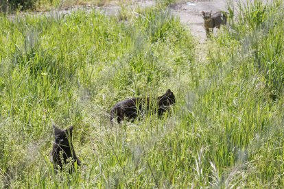Colonia de gatos en un solar ubicado en el término municipal de Burgos.