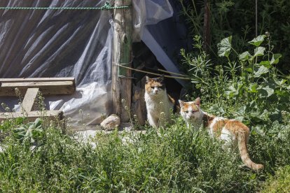 Colonia felina en una parcela en desuso en el término municipal de Burgos.