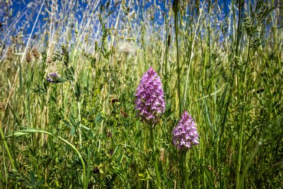 Anacamptys pyramidalis.