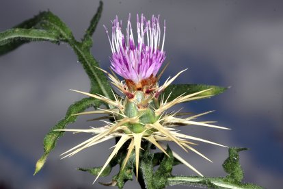CENTAUREA BOFILLIANA.