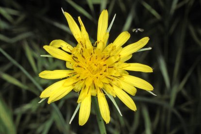 Tragopogon sp. (“sp. nova”).