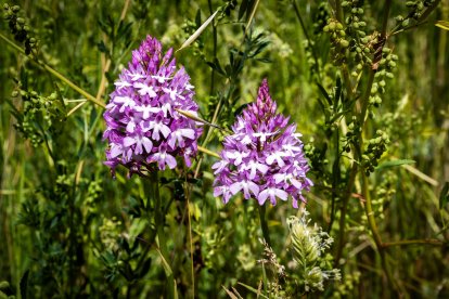 Anacamptys pyramidalis.