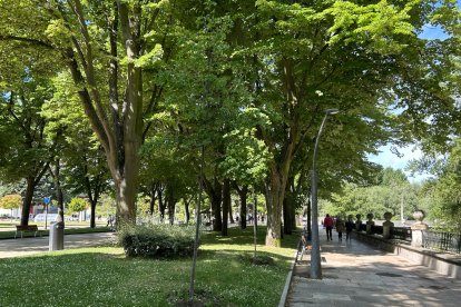 Dos nuevos árboles plantados en el frondoso paseo de la Sierra de Atapuerca.