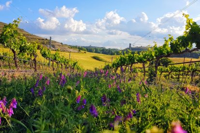 Una de las parcelas que trabaja en Ribera