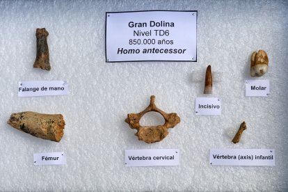Nuevas piezas que engrosan la colección de Homo antecessor en Atapuerca.