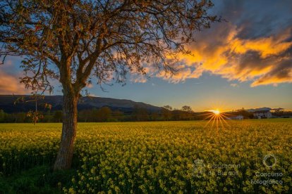 'La Colza de Pradolamata' primer premio