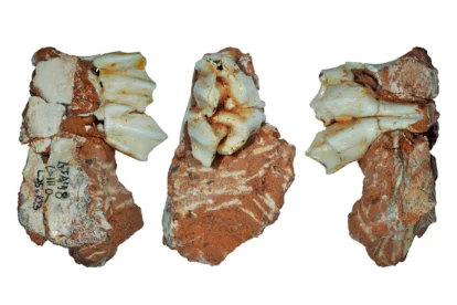 La pieza dental de reno recuperada en las excavaciones del yacimiento de Galería.