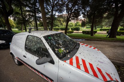 Los estorninos ya están en Burgos. De nuevo, han elegido el Parque Buenavista como dormidero y sus efectos se hacen notar.