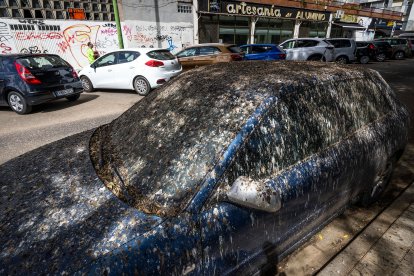 Los estorninos ya están en Burgos. De nuevo, han elegido el Parque Buenavista como dormidero y sus efectos se hacen notar.