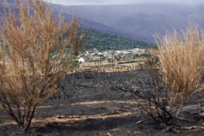 Zona afectada por los incendios en Chana de Somoza, en el municipio de Lucillo (León)