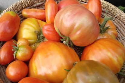 Tomates de la huerta de Elena