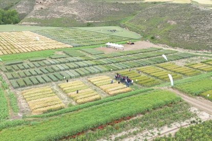 Vista aérea de los campos de ensayo de Bureba Ebro.
