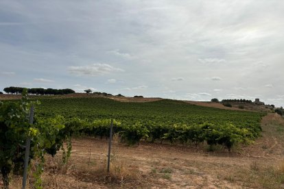 Viñedo de la Ribera del Duero