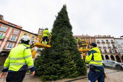 Colocación del Árbol de Navidad en la Plaza Mayor.