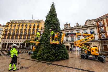 Colocación del Árbol de Navidad en la Plaza Mayor.