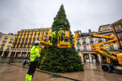 Colocación del Árbol de Navidad en la Plaza Mayor.