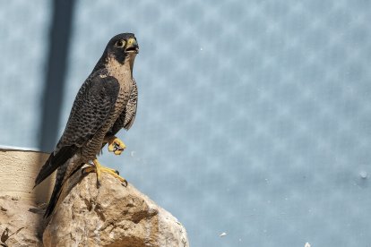 Un momento de una visita al Centro de Biodiversidad de Burgos.