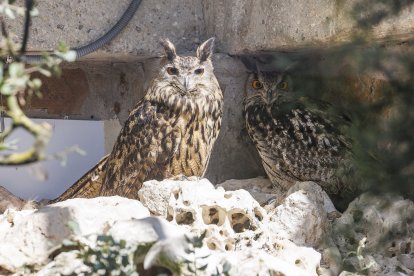Dos ejemplares de búhos reales en el Centro de Biodiversidad de Burgos.