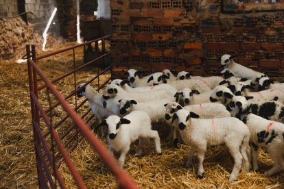 Marca de calidad IGP Lechazo de Castilla y León, en Cubillo de Ojeda