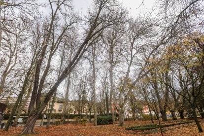 Imágenes del Parque de la Isla en Burgos, un auténtico refugio climático cada verano.