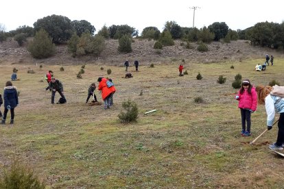 Plantación Sentir Aranda 2024
