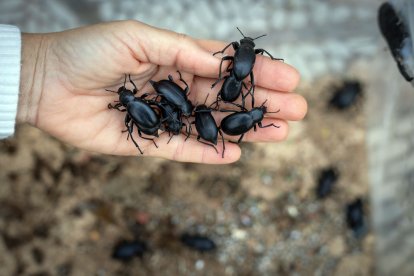 La divulgadora cría escarabajos.