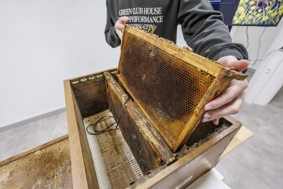 Sensor espectroscópico en una colmena.