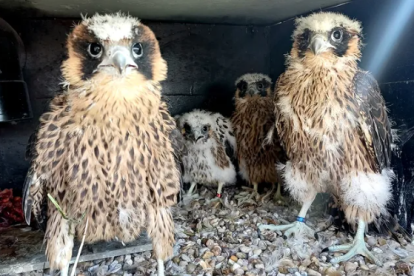 Cova, Astur, Lesmes y Manolo formaron parte de la remesa de 2025. Solo la hembra sigue viva.