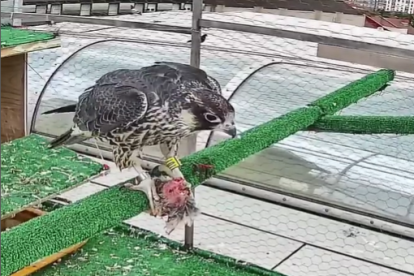 Lucy se alimenta en uno de los jaulones ubicados en Burgos.