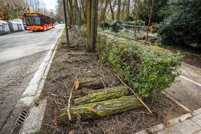 Árboles y ramas caídos en el paseo de la Isla, tras el episodio de fuertes vientos de la madrugada del jueves.