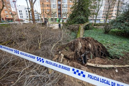 Árboles y ramas caídos en el paseo de la Isla, tras el episodio de fuertes vientos de la madrugada del jueves.