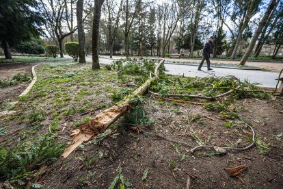 Árboles y ramas caídos en el paseo de la Isla, tras el episodio de fuertes vientos de la madrugada del jueves.