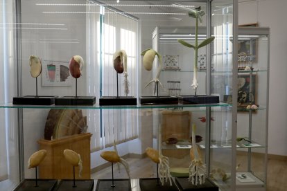 El Museo del arquitecto Jerónimo Arroyo; el espacio de Ciencia y Humanismo en la torre observatorio; y las tres salas del Museo de Ciencias Naturales(en la imagen) conforman un recorrido que sorprende incluso a antiguos alumnos