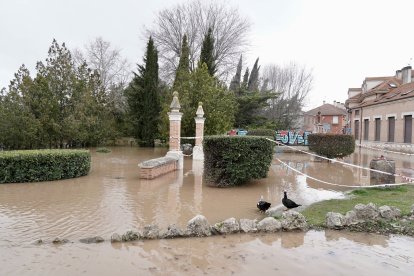 Inundaciones en Tudela de Duero por la subida de nivel del Río Duero