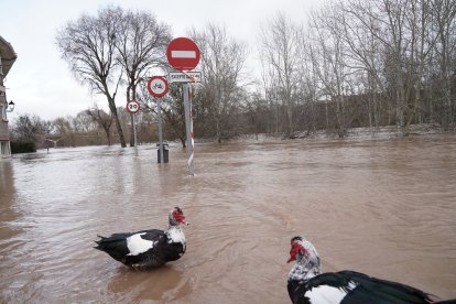 Inundaciones en Tudela de Duero por la subida de nivel del Río Duero