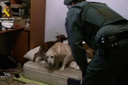 La Guardia Civil durante el desmantelamiento del 'criadero de los horrores'.