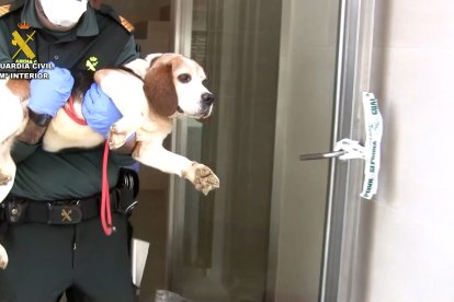 La Guardia Civil durante el desmantelamiento del 'criadero de los horrores'.