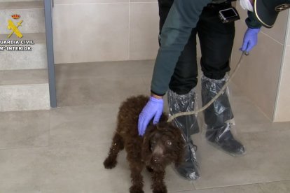 La Guardia Civil durante el desmantelamiento del 'criadero de los horrores'.