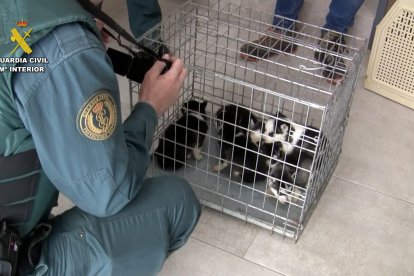 La Guardia Civil durante el desmantelamiento del 'criadero de los horrores'.