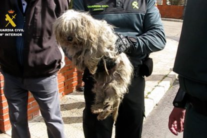 La Guardia Civil durante el desmantelamiento del 'criadero de los horrores'.
