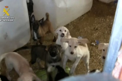 La Guardia Civil durante el desmantelamiento del 'criadero de los horrores'.