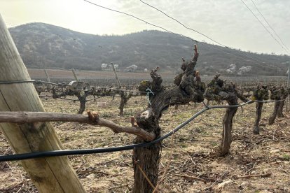 Estado actual del viñedo en la Ribera del Duero