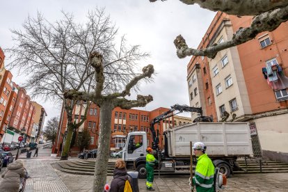 Labores de poda entre la calle Juan de Garay y la calle San Julián en Burgos.