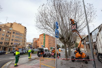 Labores de poda entre la calle Juan de Garay y la calle San Julián en Burgos.