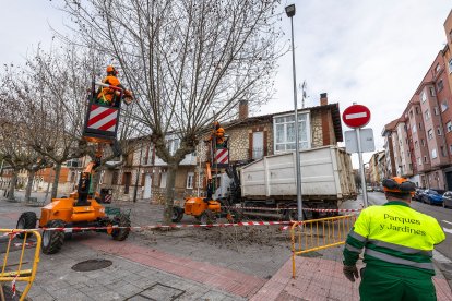 Labores de poda entre la calle Juan de Garay y la calle San Julián en Burgos.