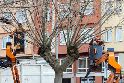 Labores de poda entre la calle Juan de Garay y la calle San Julián en Burgos.
