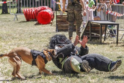 Día de las Fuerzas Armadas 2026 en Burgos.