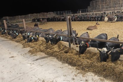 Explotación de caprino FPD Agro en Tordómar.