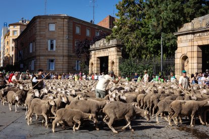 Paso de la Trashumancia por la capital soriana